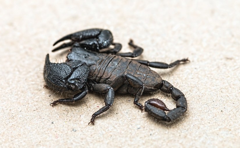 Let the scorpions&nbsp;drown