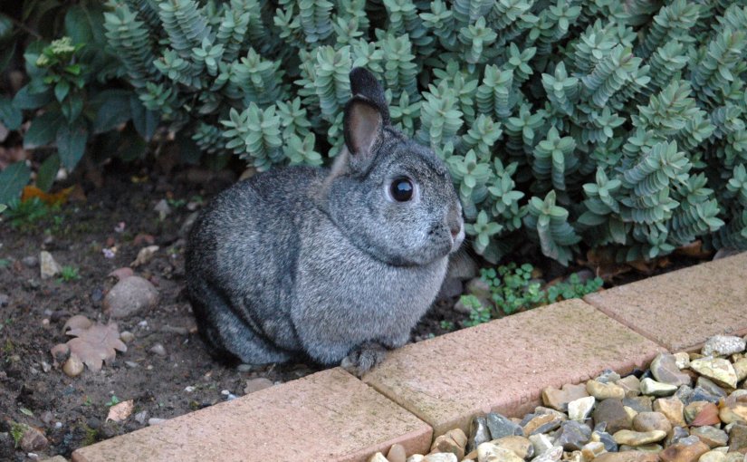 My journey to the YouTube Rabbit&nbsp;Hole